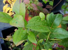 Borůvka chocholičnatá, kanadská borůvka - Vaccinium corymbosum