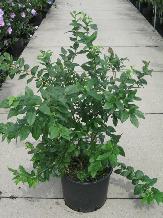 Borůvka chocholičnatá, kanadská borůvka - Vaccinium corymbosum