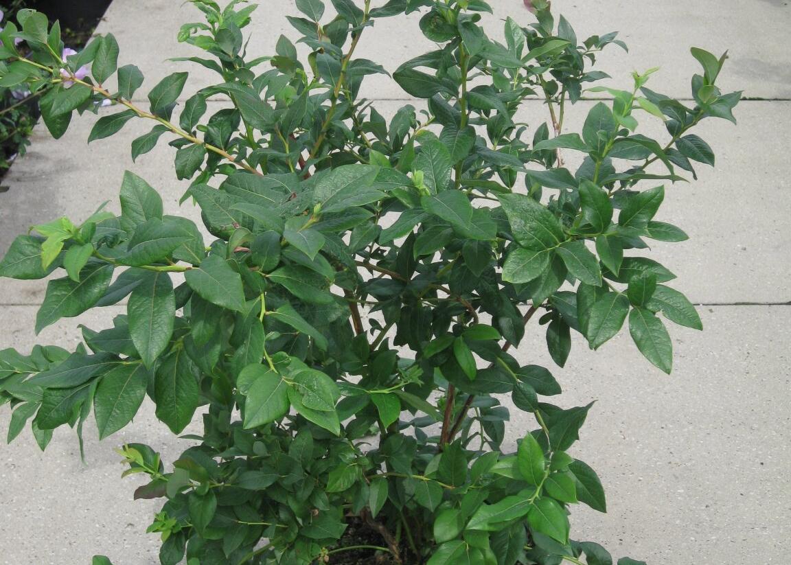 Borůvka chocholičnatá, kanadská borůvka - Vaccinium corymbosum
