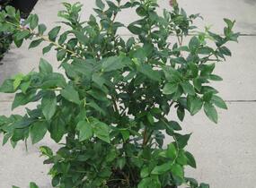 Borůvka chocholičnatá, kanadská borůvka - Vaccinium corymbosum