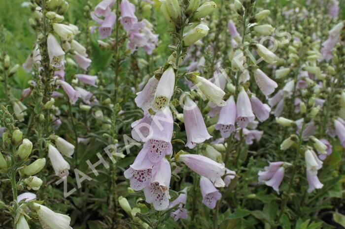 Náprstník červený 'Virtuoso Lavender' - Digitalis purpurea 'Virtuoso Lavender'