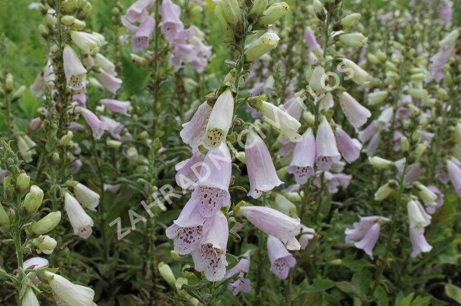 Náprstník červený 'Virtuoso Lavender' - Digitalis purpurea 'Virtuoso Lavender'