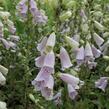 Náprstník červený 'Virtuoso Lavender' - Digitalis purpurea 'Virtuoso Lavender'