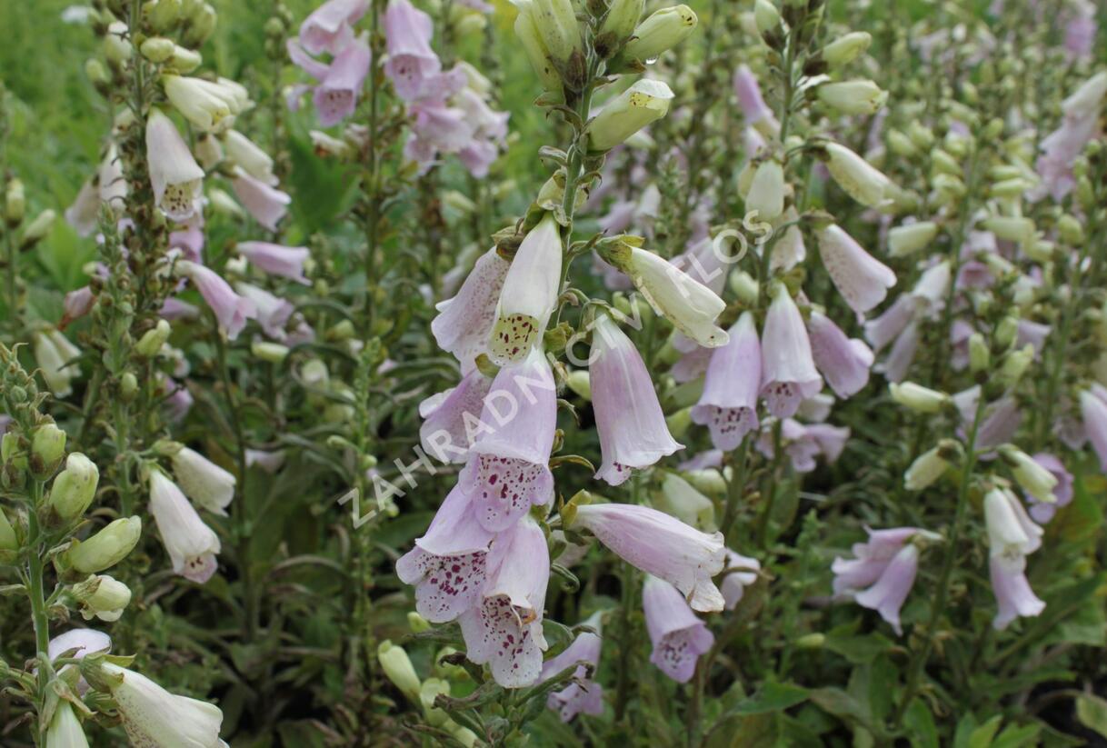 Náprstník červený 'Virtuoso Lavender' - Digitalis purpurea 'Virtuoso Lavender'