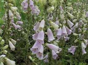 Náprstník červený 'Virtuoso Lavender' - Digitalis purpurea 'Virtuoso Lavender'