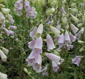 Náprstník červený 'Virtuoso Lavender' - Digitalis purpurea 'Virtuoso Lavender'