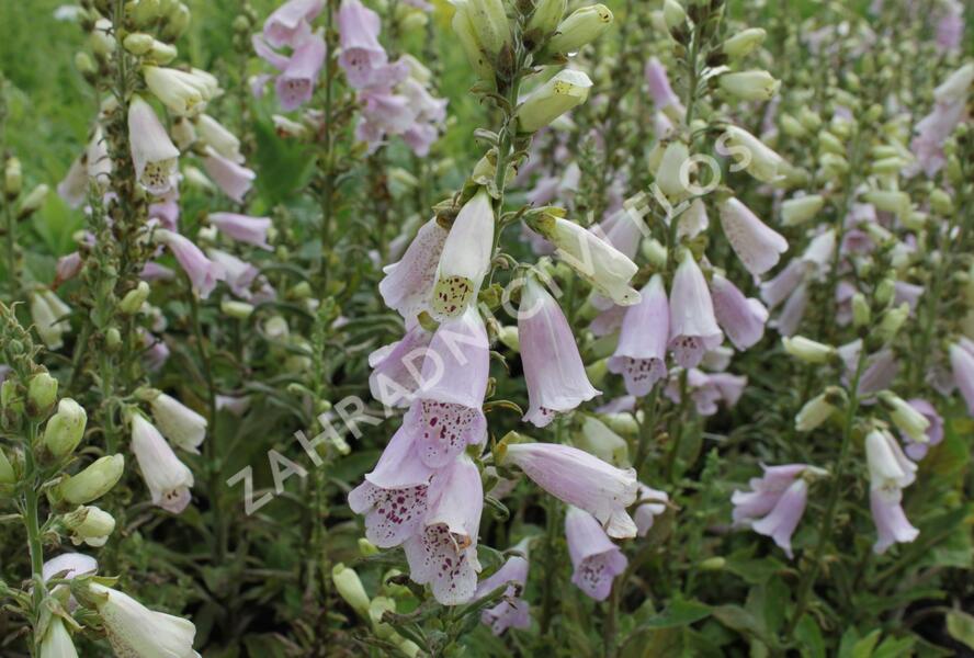 Náprstník červený 'Virtuoso Lavender' - Digitalis purpurea 'Virtuoso Lavender'