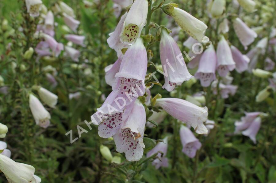 Náprstník červený 'Virtuoso Lavender' - Digitalis purpurea 'Virtuoso Lavender'