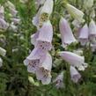 Náprstník červený 'Virtuoso Lavender' - Digitalis purpurea 'Virtuoso Lavender'