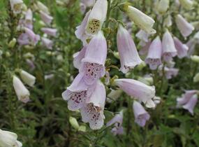 Náprstník červený 'Virtuoso Lavender' - Digitalis purpurea 'Virtuoso Lavender'