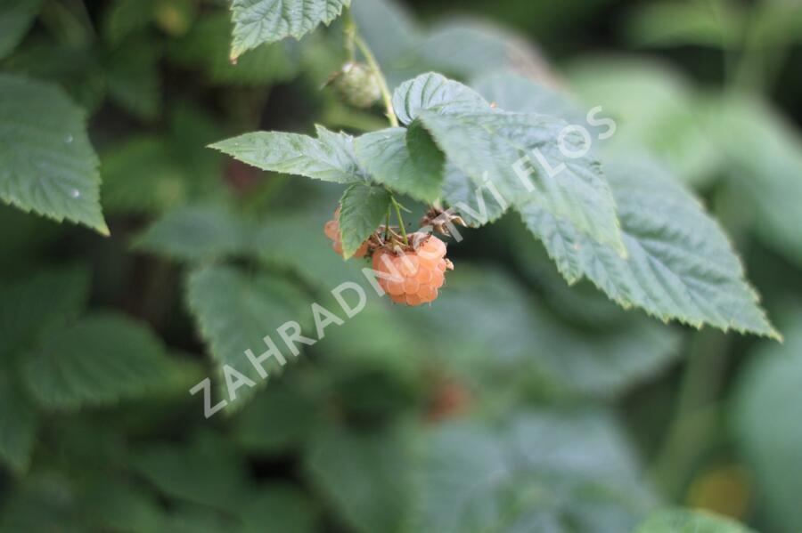 Maliník remontantní 'Fall Gold' - Rubus idaeus 'Fall Gold'