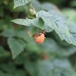 Maliník remontantní 'Fall Gold' - Rubus idaeus 'Fall Gold'
