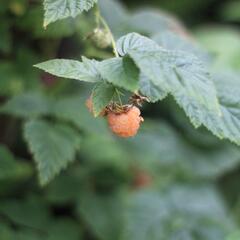 Maliník remontantní 'Fall Gold' - Rubus idaeus 'Fall Gold'