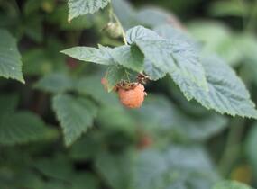 Maliník remontantní 'Fall Gold' - Rubus idaeus 'Fall Gold'