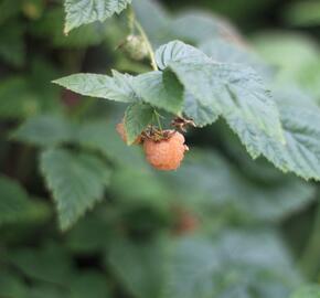 Maliník remontantní 'Fall Gold' - Rubus idaeus 'Fall Gold'