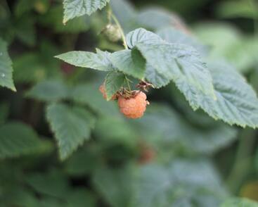 Maliník remontantní 'Fall Gold'