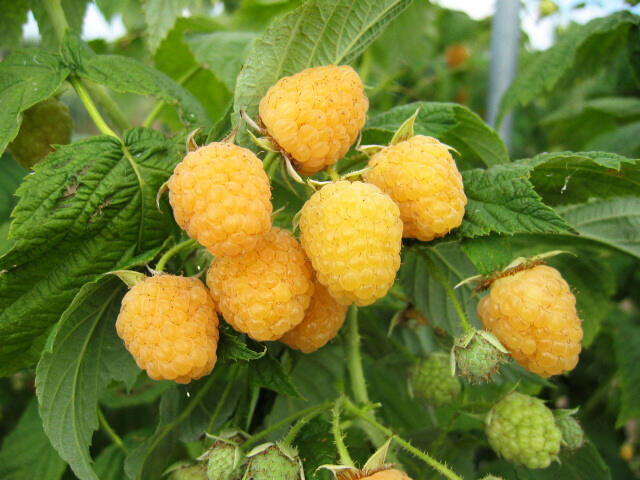 Maliník remontantní 'Fall Gold' - Rubus idaeus 'Fall Gold'