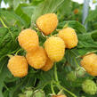 Maliník remontantní 'Fall Gold' - Rubus idaeus 'Fall Gold'