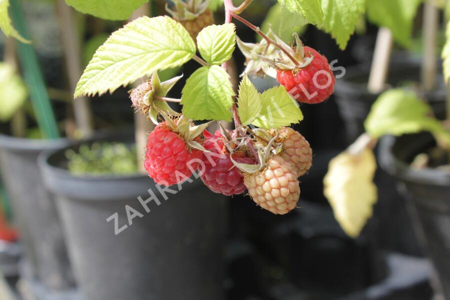 Maliník jednouplodící 'Canby' - Rubus idaeus 'Canby'