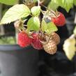 Maliník jednouplodící 'Canby' - Rubus idaeus 'Canby'