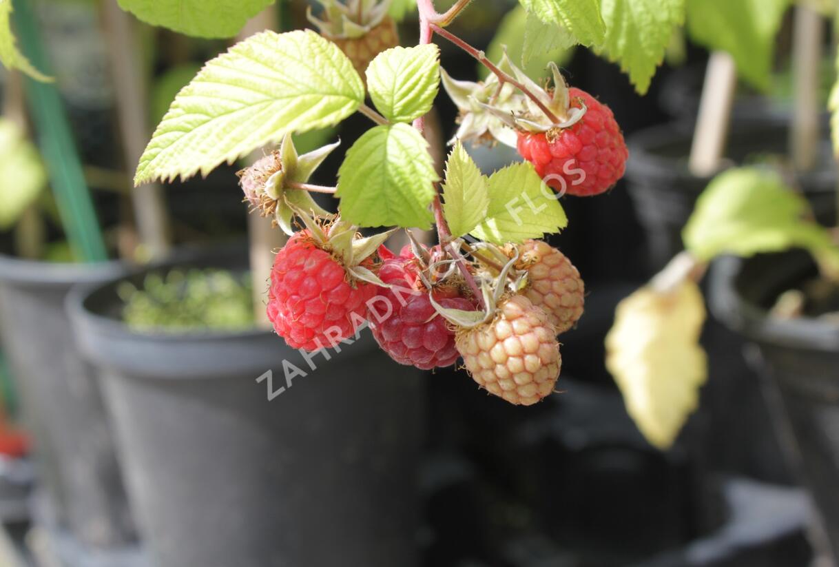 Maliník jednouplodící 'Canby' - Rubus idaeus 'Canby'