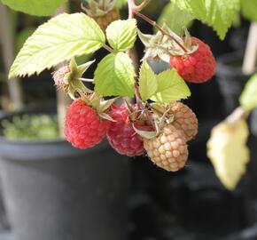 Maliník jednouplodící 'Canby' - Rubus idaeus 'Canby'