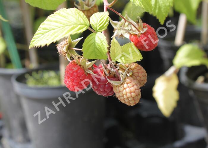Maliník jednouplodící 'Canby' - Rubus idaeus 'Canby'
