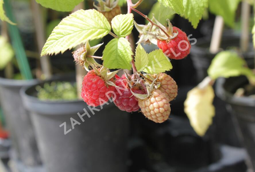 Maliník jednouplodící 'Canby' - Rubus idaeus 'Canby'