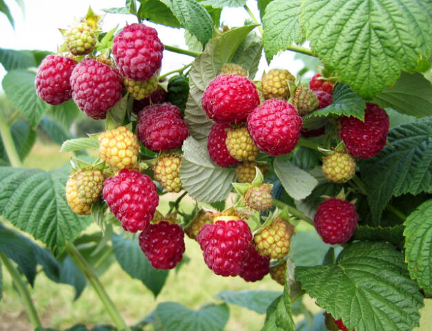 Maliník jednouplodící 'Canby' - Rubus idaeus 'Canby'