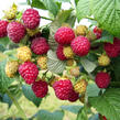 Maliník jednouplodící 'Canby' - Rubus idaeus 'Canby'