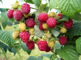 Maliník jednouplodící 'Canby' - Rubus idaeus 'Canby'