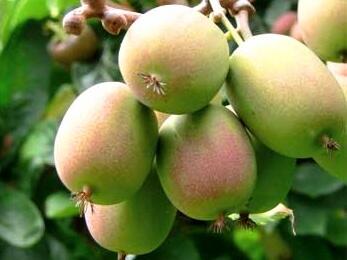 Aktinidie význačná, kiwi - samičí 'Ananasnaja' - Actinidia arguta 'Ananasnaja'