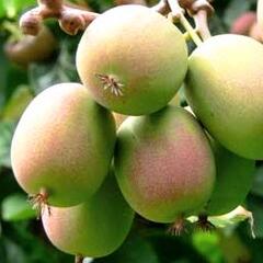 Aktinidie význačná, kiwi - samičí 'Ananasnaja' - Actinidia arguta 'Ananasnaja'