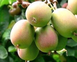 Aktinidie význačná, kiwi - samičí 'Ananasnaja'
