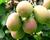 Aktinidie význačná, kiwi - samičí 'Ananasnaja'