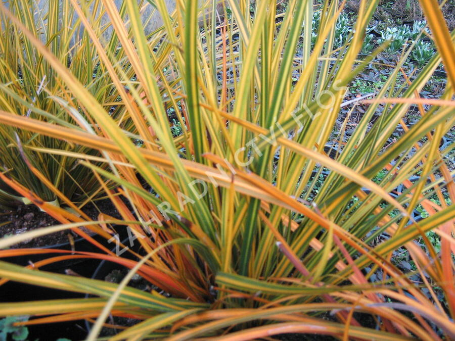 Libertie 'Goldfinger' - Libertia ixioides 'Goldfinger'