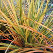 Libertie 'Goldfinger' - Libertia ixioides 'Goldfinger'