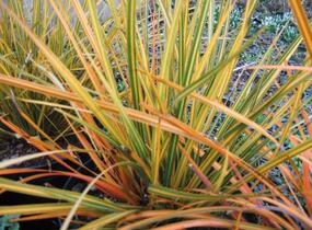 Libertie 'Goldfinger' - Libertia ixioides 'Goldfinger'