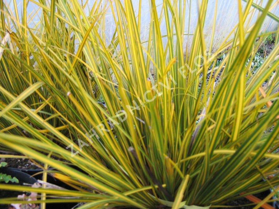 Libertie 'Goldfinger' - Libertia ixioides 'Goldfinger'