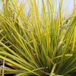 Libertie 'Goldfinger' - Libertia ixioides 'Goldfinger'