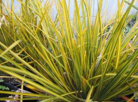 Libertie 'Goldfinger' - Libertia ixioides 'Goldfinger'