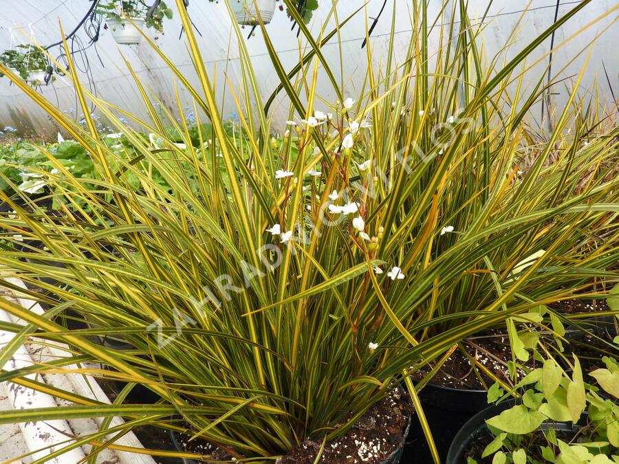 Libertie 'Goldfinger' - Libertia ixioides 'Goldfinger'
