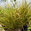 Libertie 'Goldfinger' - Libertia ixioides 'Goldfinger'