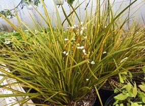 Libertie 'Goldfinger' - Libertia ixioides 'Goldfinger'