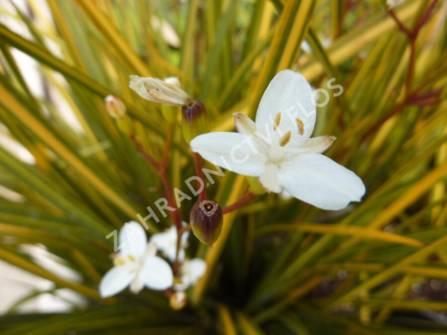 Libertie 'Goldfinger' - Libertia ixioides 'Goldfinger'