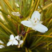 Libertie 'Goldfinger' - Libertia ixioides 'Goldfinger'