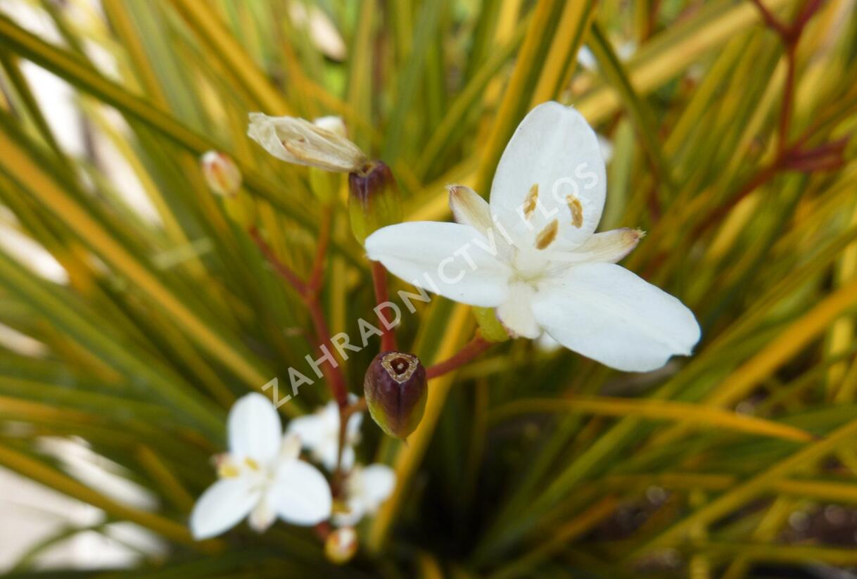 Libertie 'Goldfinger' - Libertia ixioides 'Goldfinger'
