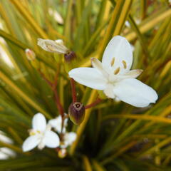 Libertie 'Goldfinger' - Libertia ixioides 'Goldfinger'