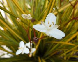 Libertie 'Goldfinger'