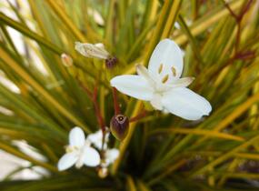 Libertie 'Goldfinger' - Libertia ixioides 'Goldfinger'
